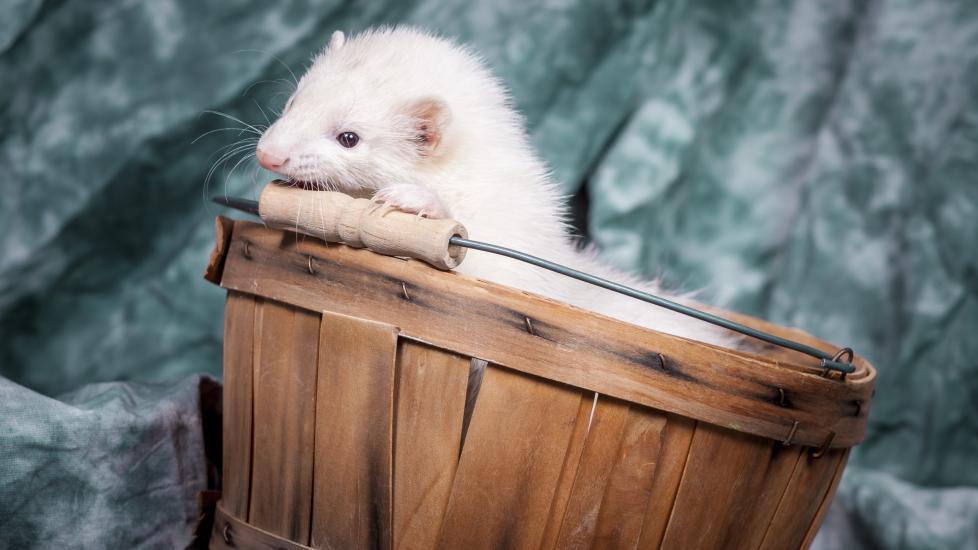 Ferret in basket